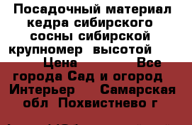 Посадочный материал кедра сибирского (сосны сибирской) крупномер, высотой 3-3.5  › Цена ­ 19 800 - Все города Сад и огород » Интерьер   . Самарская обл.,Похвистнево г.